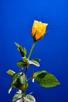 Beautiful, blooming yellow rose on a blue background