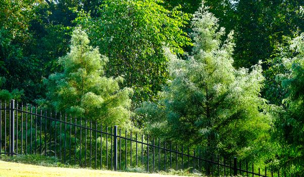 Frosty Evergreens in Morning Behind Wrought Iron Fence