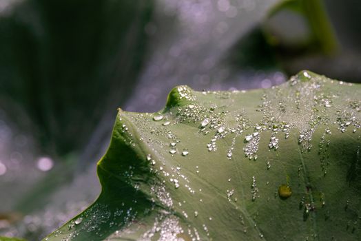 Water droplets on a lotus leaf close-up view