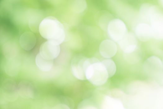 Abstract blurred defocus natural green bokeh background, Soft natural bokeh style For aesthetic creative design