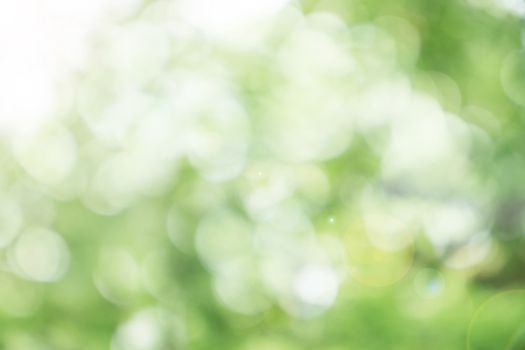 Abstract blurred defocus natural green bokeh background, Soft natural bokeh style For aesthetic creative design