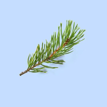 Pine branch on white background, pine twig isolated,