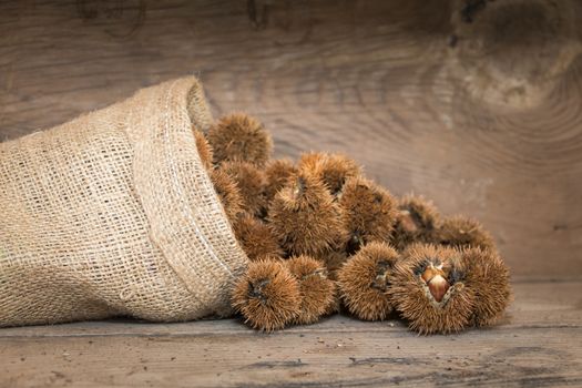 bag that spills chestnuts on rustic wood