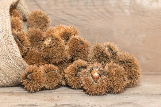 bag that spills chestnuts on rustic wood