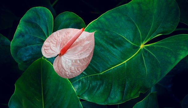 Anthurium in the natural background has a lush green color. tropical leaves colorful flower on dark tropical foliage nature background dark green foliage nature