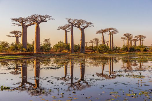 Baobab trees at dawn in Madagascar