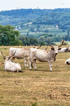 Hungarian grey cattle heard on the field