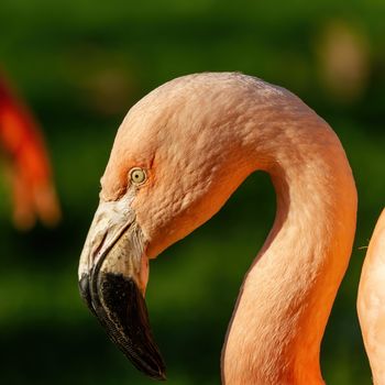 Close up picture of beautiful colorful orange flamingo, Head shot