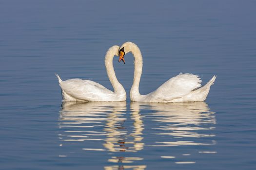 Mute Swans displaying courting rituals on the lake