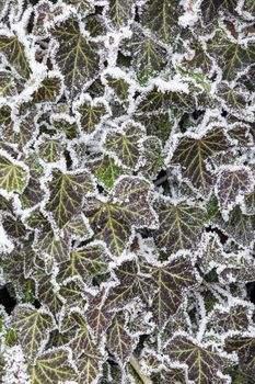 Close up of frozen common ivy plant at wintertime (Hedera helix)