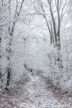 White winter forest in a cold winter day.