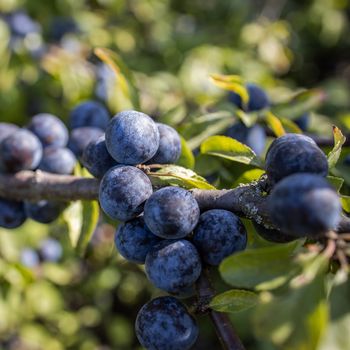 Sloes berry growing on the branch . Prunus spinosa plant in the rose family Rosaceae