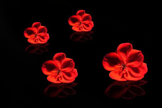 Red flowers on the black surface with reflections