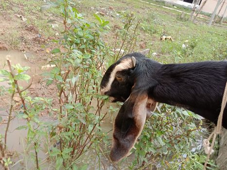 a goat eating the grass on field