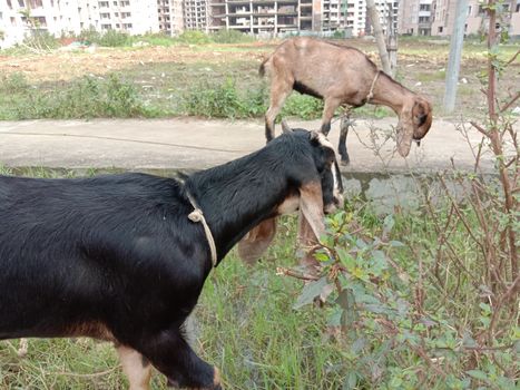 a goat eating the grass on field