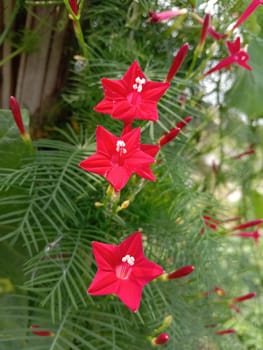 Red Color Flower With Green tree on Garden