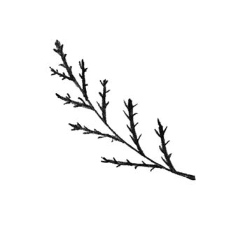 Black and White Hand-Drawn Isolated Flower Twig. Monochrome Botanical Plant Illustration in Sketch Style. Thin-leaved Marigolds for Print, Tattoo, Design, Holiday, Wedding and Birthday Card.