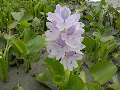 pink colored beautiful flower with green leaf