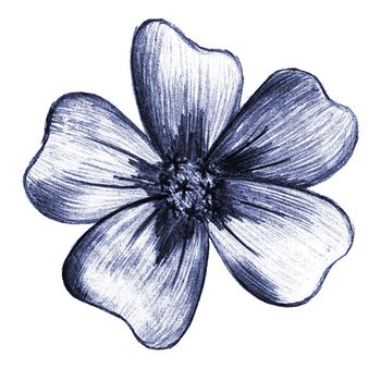 Blue Hand-Drawn Isolated Flower. Monochrome Botanical Plant Illustration in Sketch Style. Thin-leaved Marigolds for Print, Tattoo, Design, Holiday, Wedding and Birthday Card.