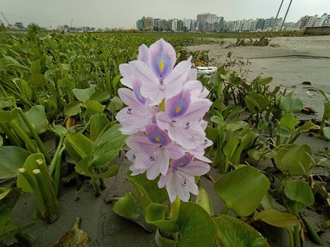 pink colored beautiful flower with green leaf