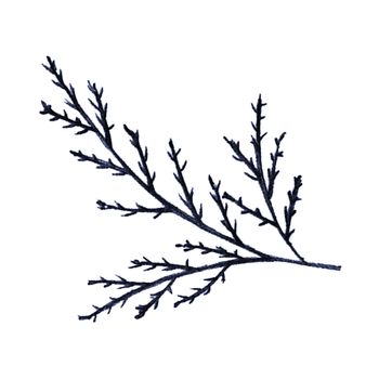 Blue Hand-Drawn Isolated Flower Twig. Monochrome Botanical Plant Illustration in Sketch Style. Thin-leaved Marigolds for Print, Tattoo, Design, Holiday, Wedding and Birthday Card.