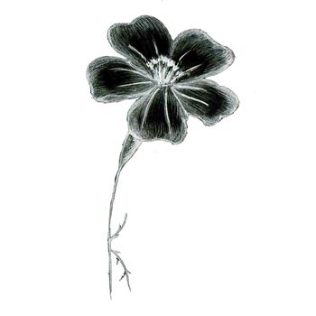 Black and White Hand-Drawn Isolated Flower. Monochrome Botanical Plant Illustration in Sketch Style. Thin-leaved Marigolds for Print, Tattoo, Design, Holiday, Wedding and Birthday Card.