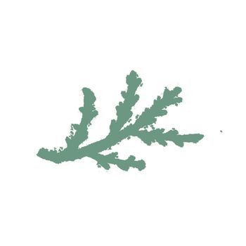 Green Hand-Drawn Isolated Flower Twig. Monochrome Botanical Plant Illustration in Sketch Style. Thin-leaved Marigolds for Print, Tattoo, Design, Holiday, Wedding and Birthday Card.