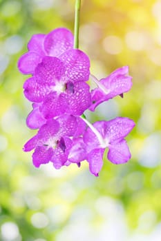 Beautiful pink orchid with colorful green nature background.