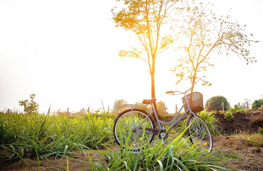 Beautiful vintage bicycle in the field with colorful sunlight and blue sky ; vintage filter style for greeting card and post card.