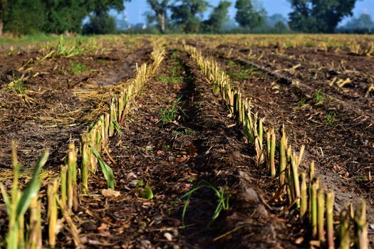 Harvested corn field as a close up with trees in the background
