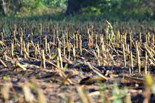 Harvested corn field as a close up and side view with trees in the background