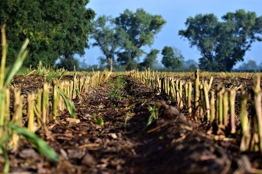 Harvested corn field as a close up with trees in the background
