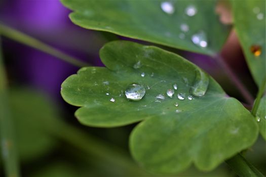 Water drops on green leaf as a close up