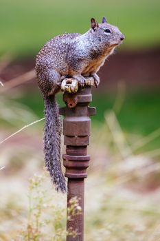 Wild squirrel sitting on a sprinkler in Yosemite Valley, California, USA