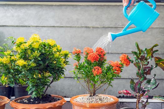 Watering flowers with a plastic watering can.