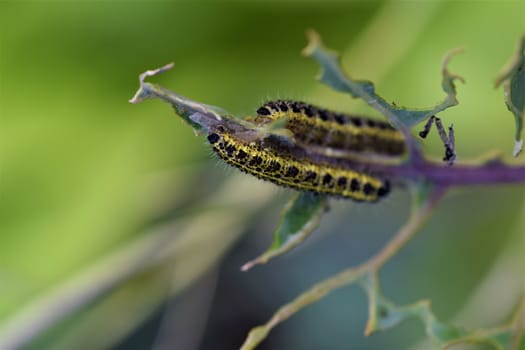 Close-up of two cabbage caterpillars on a cabbage leaf