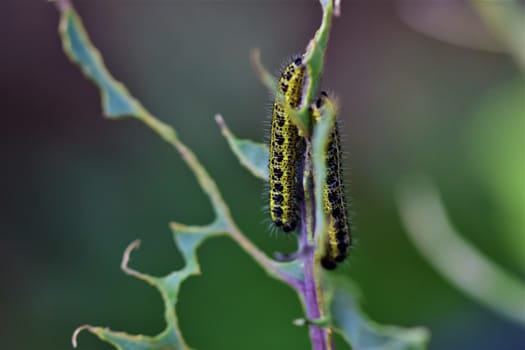 Close-up of two cabbage caterpillars on an eaten cabbage leaf