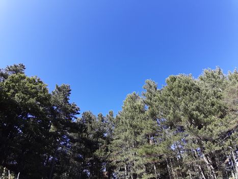 Liguria, Italy – 10/05/2019: An amazing caption of old and tall trees in a village near Genova in autumn without leaves and some flowers, blue and clear skt in the background.