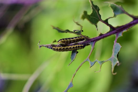 Close-up of two cabbage caterpillars on an eaten cabbage leaf