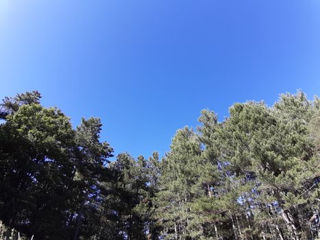 Liguria, Italy – 10/05/2019: An amazing caption of old and tall trees in a village near Genova in autumn without leaves and some flowers, blue and clear skt in the background.