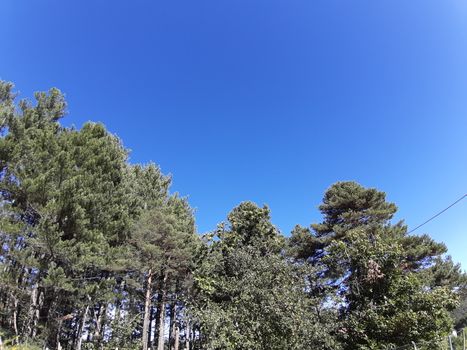 Liguria, Italy – 10/05/2019: An amazing caption of old and tall trees in a village near Genova in autumn without leaves and some flowers, blue and clear skt in the background.