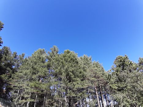 Liguria, Italy – 10/05/2019: An amazing caption of old and tall trees in a village near Genova in autumn without leaves and some flowers, blue and clear skt in the background.