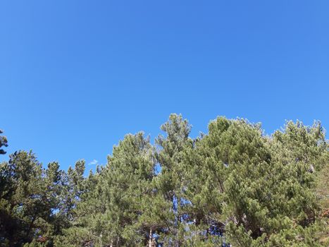 Liguria, Italy – 10/05/2019: An amazing caption of old and tall trees in a village near Genova in autumn without leaves and some flowers, blue and clear skt in the background.