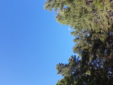 Liguria, Italy – 10/05/2019: An amazing caption of old and tall trees in a village near Genova in autumn without leaves and some flowers, blue and clear skt in the background.