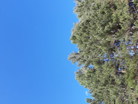 Liguria, Italy – 10/05/2019: An amazing caption of old and tall trees in a village near Genova in autumn without leaves and some flowers, blue and clear skt in the background.