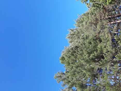 Liguria, Italy – 10/05/2019: An amazing caption of old and tall trees in a village near Genova in autumn without leaves and some flowers, blue and clear skt in the background.