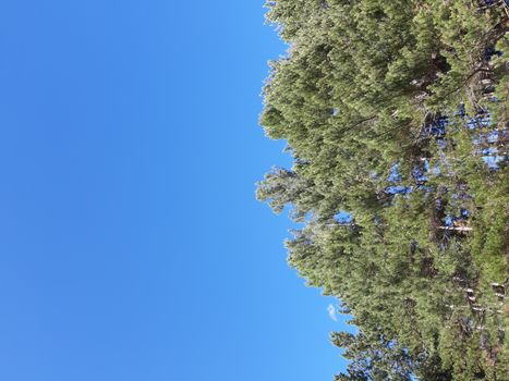 Liguria, Italy – 10/05/2019: An amazing caption of old and tall trees in a village near Genova in autumn without leaves and some flowers, blue and clear skt in the background.