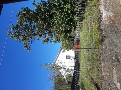 Liguria, Italy – 10/05/2019: An amazing caption of old and tall trees in a village near Genova in autumn without leaves and some flowers, blue and clear skt in the background.