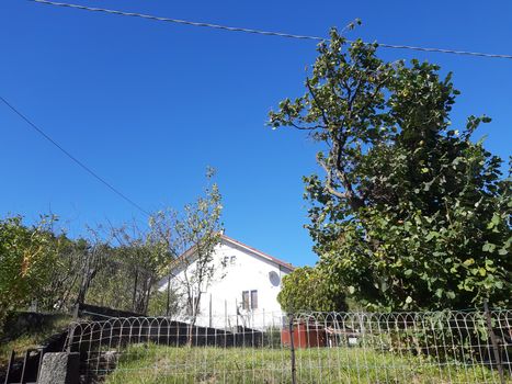 Liguria, Italy – 10/05/2019: An amazing caption of old and tall trees in a village near Genova in autumn without leaves and some flowers, blue and clear skt in the background.