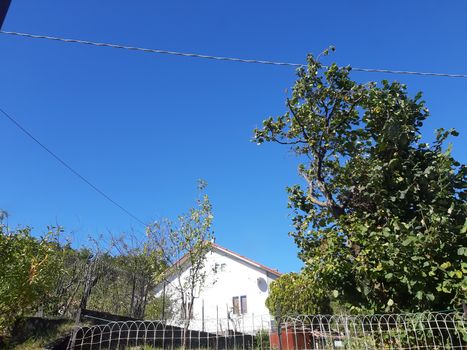 Liguria, Italy – 10/05/2019: An amazing caption of old and tall trees in a village near Genova in autumn without leaves and some flowers, blue and clear skt in the background.